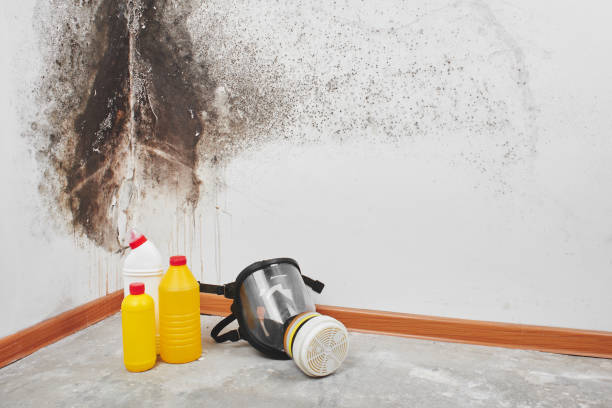 Best Post-Flood Mold Remediation in Coronado, CA