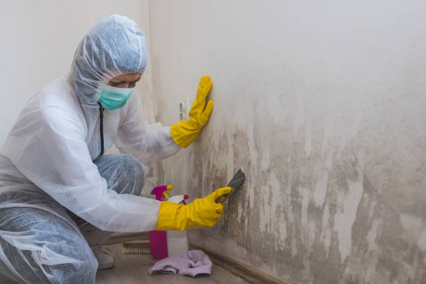 Best Residential Mold Remediation in Coronado, CA