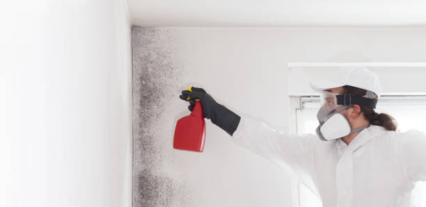 Best White Mold Remediation in Coronado, CA