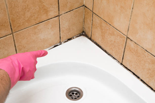 Best Kitchen Mold Remediation in Coronado, CA